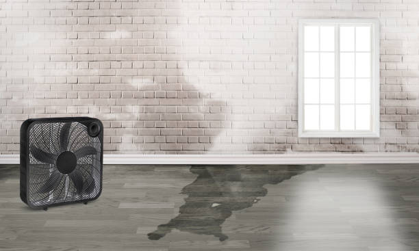 Best Water damage cleanup near me  in Basye, VA